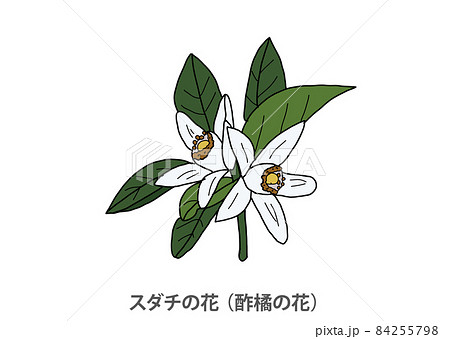 県花 スダチの花 酢橘の花 徳島県のイラスト素材