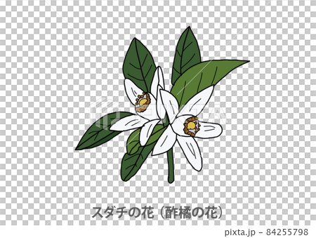 県花 スダチの花 酢橘の花 徳島県のイラスト素材