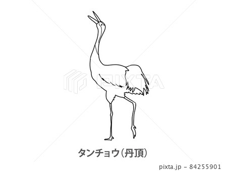 県鳥 タンチョウ 丹頂 北海道 線画のイラスト素材