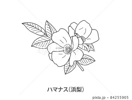 県花 ハマナス 浜梨 北海道 線画のイラスト素材