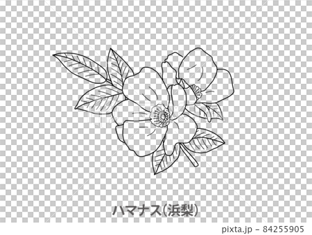 県花 ハマナス 浜梨 北海道 線画のイラスト素材