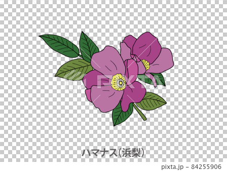 110000円値引き!・超細密肉筆植物画ハマナス(浜梨) 110000円値引き!・超細密肉筆植物画ハマナス(浜梨) 110000円値引き