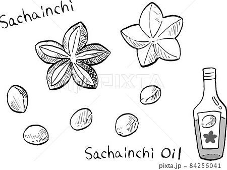 サチャインチとオイルの白黒ペン画ベクターイラスト 84256041