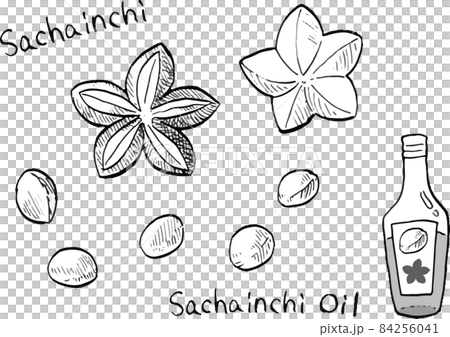 サチャインチとオイルの白黒ペン画ベクターイラスト 84256041