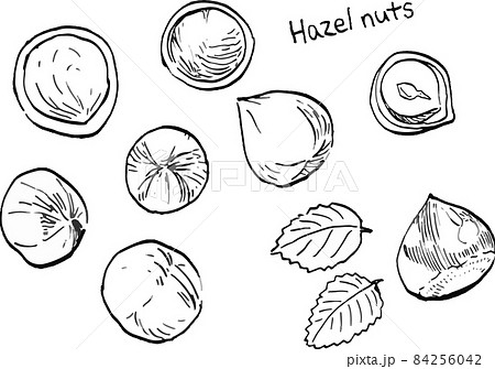 ヘーゼルナッツと葉の白黒ペン画ベクターイラストのイラスト素材
