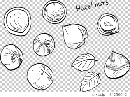 黑白筆劃榛子和樹葉的矢量圖 黑白筆劃榛子和樹葉的矢量圖 84256042