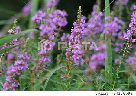 ミソハギは禊に使用する萩に似た花の由来からの名称です 84256093