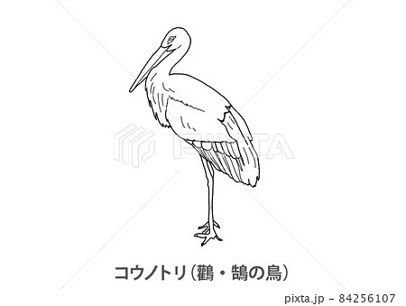 県鳥 コウノトリ 鸛 鵠の鳥 兵庫県 線画のイラスト素材