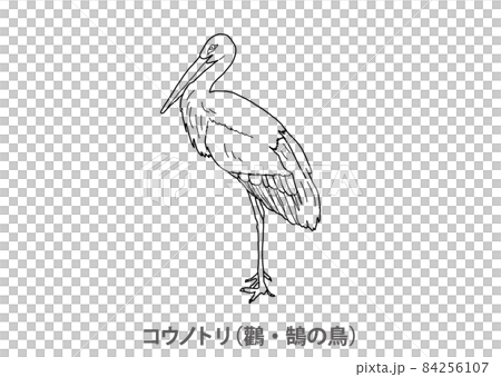 県鳥 コウノトリ 鸛 鵠の鳥 兵庫県 線画のイラスト素材 県鳥 コウノトリ 鸛 鵠の鳥 兵庫県 線画のイラスト素材