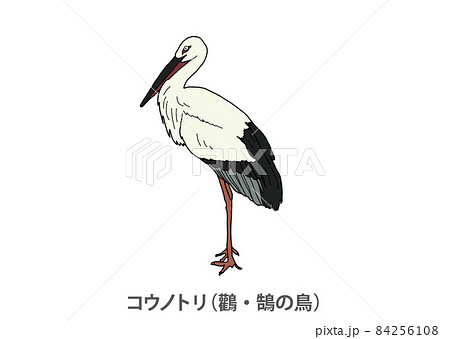 県鳥 コウノトリ 鸛 鵠の鳥 兵庫県のイラスト素材