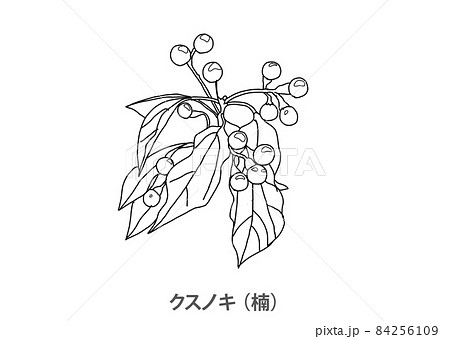 県木 クスノキ 楠 兵庫県 線画のイラスト素材