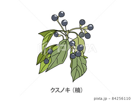 県木 クスノキ 楠 兵庫県のイラスト素材