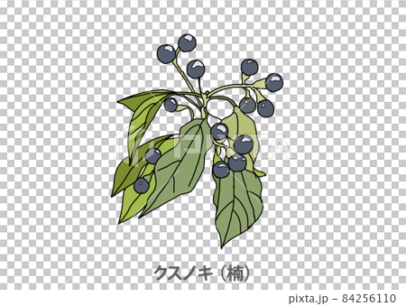 [Prefectural tree] Camphor tree (Kusunoki) Hyogo prefecture 84256110