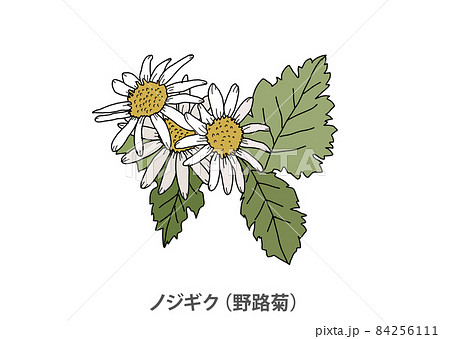 【県花】ノジギク(野路菊)兵庫県 【県花】ノジギク(野路菊)兵庫県 84256111