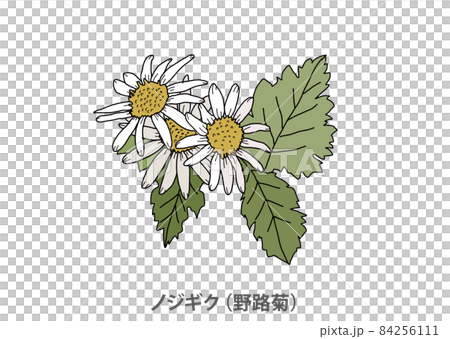 [Prefectural flower] Nojigiku (Noji chrysanthemum) Hyogo prefecture 84256111