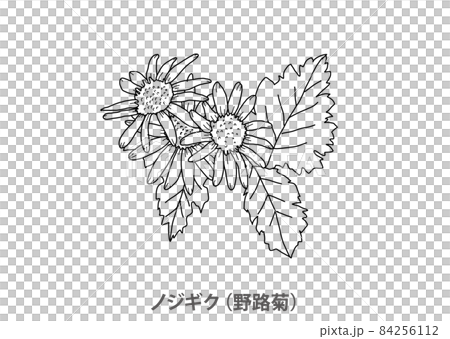 [縣花]野雞菊（野治菊）兵庫縣線描 84256112