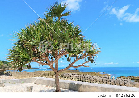 沖縄の海2021 84256226