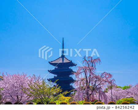 東寺の五重塔と桜 東寺の五重塔と桜 84256242