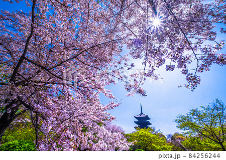 東寺の桜と五重塔 84256244