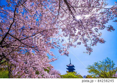 東寺の桜と五重塔 84256245