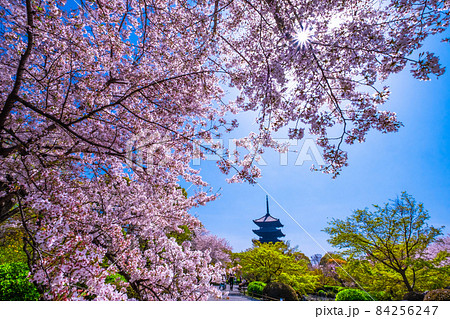 東寺の桜と五重塔 東寺の桜と五重塔 84256247
