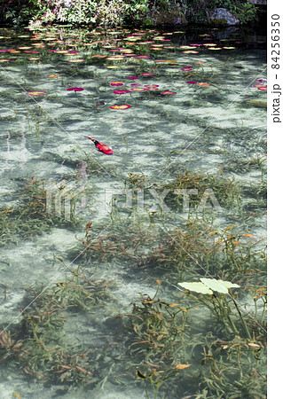 岐阜県関市板取　早朝のモネの池　名もなき池　 84256350