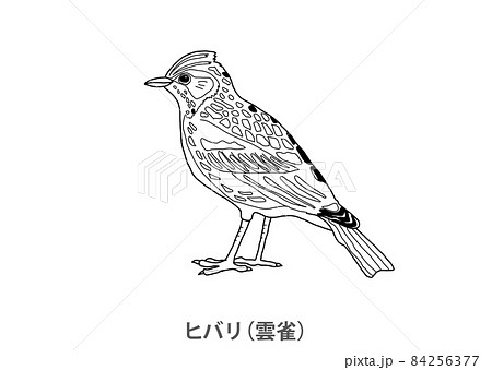 県鳥 ヒバリ 雲雀 茨城県 線画のイラスト素材