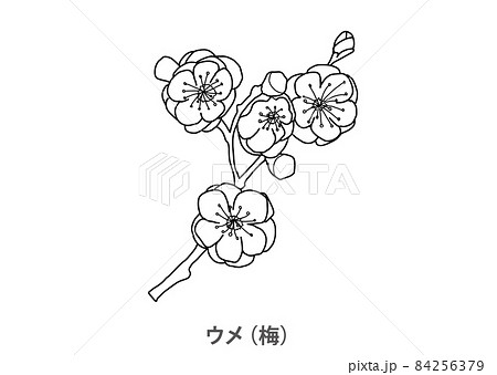 【県木】ウメ（梅）茨城県－線画 84256379