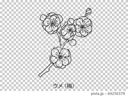 【県木】ウメ（梅）茨城県－線画 84256379