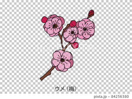 [Prefectural tree] Ume (plum) Ibaraki prefecture 84256380