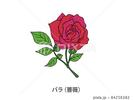 鴨居玲　花　バラ　薔薇　鑑定書なし 県花】バラ（薔薇）茨城県のイラスト素材 [84256382] - PIXTA