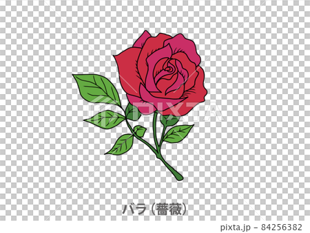 縣花 玫瑰 玫瑰 茨城縣 插圖素材 圖庫