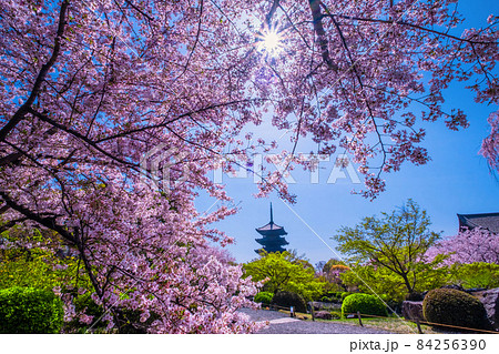 東寺の桜と五重塔 東寺の桜と五重塔 84256390