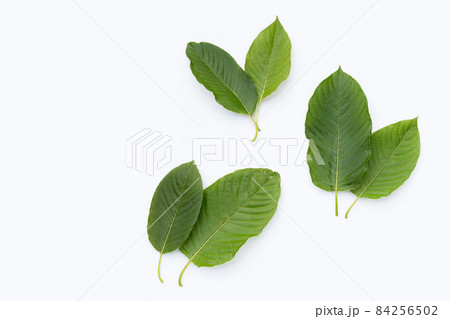 Mitragyna speciosa, Fresh kratom leaves on white background Mitragyna speciosa, Fresh kratom leaves on white background 84256502
