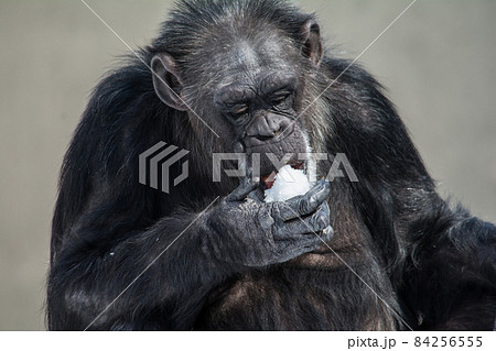 雪を食う 雪を食う 84256555
