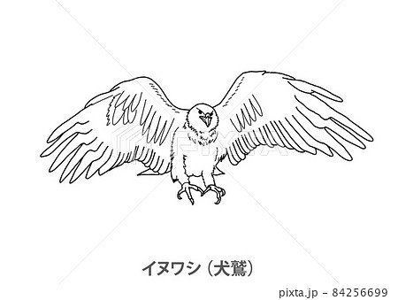 県鳥 イヌワシ 犬鷲 石川県 線画のイラスト素材