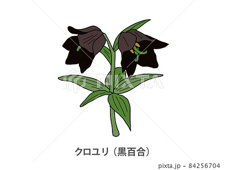 県花 クロユリ 黒百合 石川県のイラスト素材