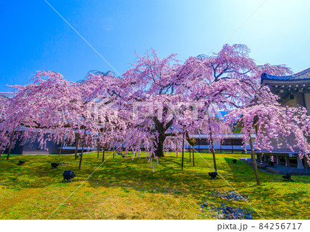 醍醐寺の枝垂れ桜 84256717