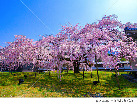 醍醐寺の枝垂れ桜 84256718