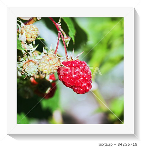 ラズベリーの果実のクローズアップ　フレーム有り 84256719