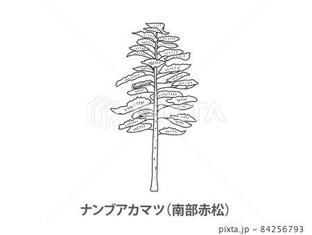 【県木】ナンブアカマツ（南部赤松）岩手県－線画 84256793