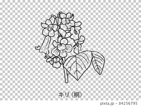 【県花】キリ(桐)岩手県-線画 【県花】キリ(桐)岩手県-線画 84256795