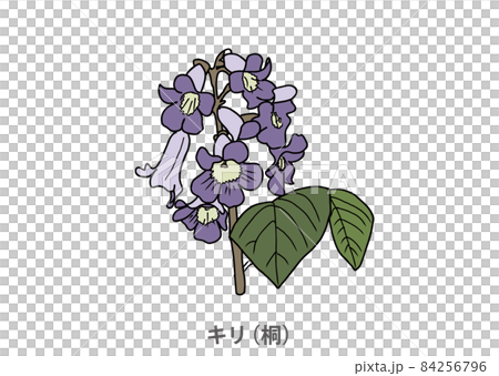 [Prefectural flower] Kiri (paulownia) Iwate prefecture 84256796