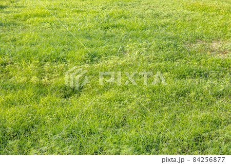 緑の草に覆われた地面 緑の草に覆われた地面 84256877