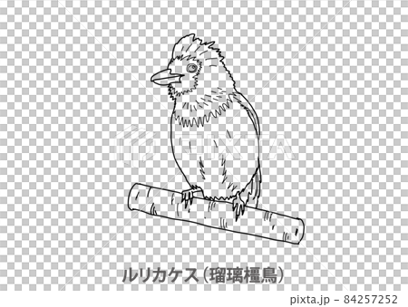[縣鳥] Lidth's Jay (Ruri Kakesu) 鹿兒島縣-線描 84257252