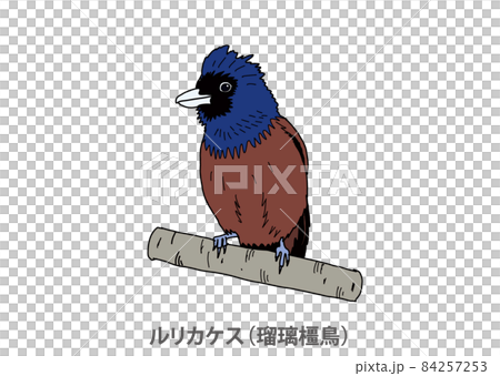 【県鳥】ルリカケス（瑠璃橿鳥）鹿児島県 84257253