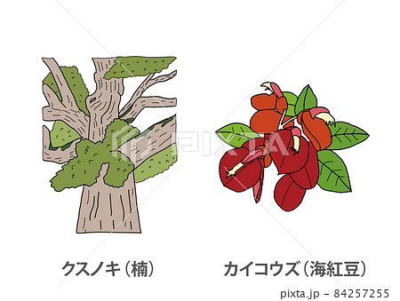 【県木】クスノキ（楠）カイコウズ（海紅豆）鹿児島県 84257255