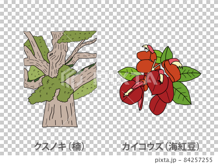 [縣樹]樟樹（Kusu）Kaikouzu（海紅豆）鹿兒島縣 84257255