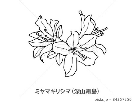 【県花】ミヤマキリシマ（深山霧島）鹿児島県－線画 84257256