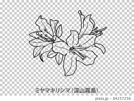 【県花】ミヤマキリシマ（深山霧島）鹿児島県－線画 84257256